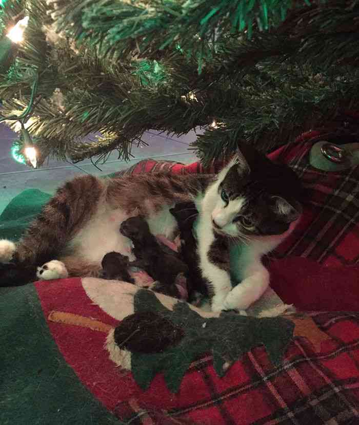 【クリスマスの奇跡！】猫がクリスマスツリーの下に置いたクリスマスプレゼントが世界中を感動させている