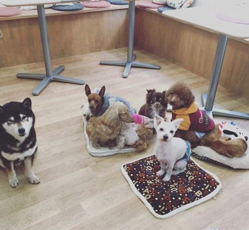 犬好きの為の雑談
