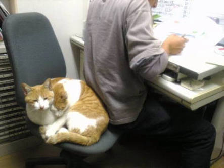 なぜそこに！？と思う猫画像