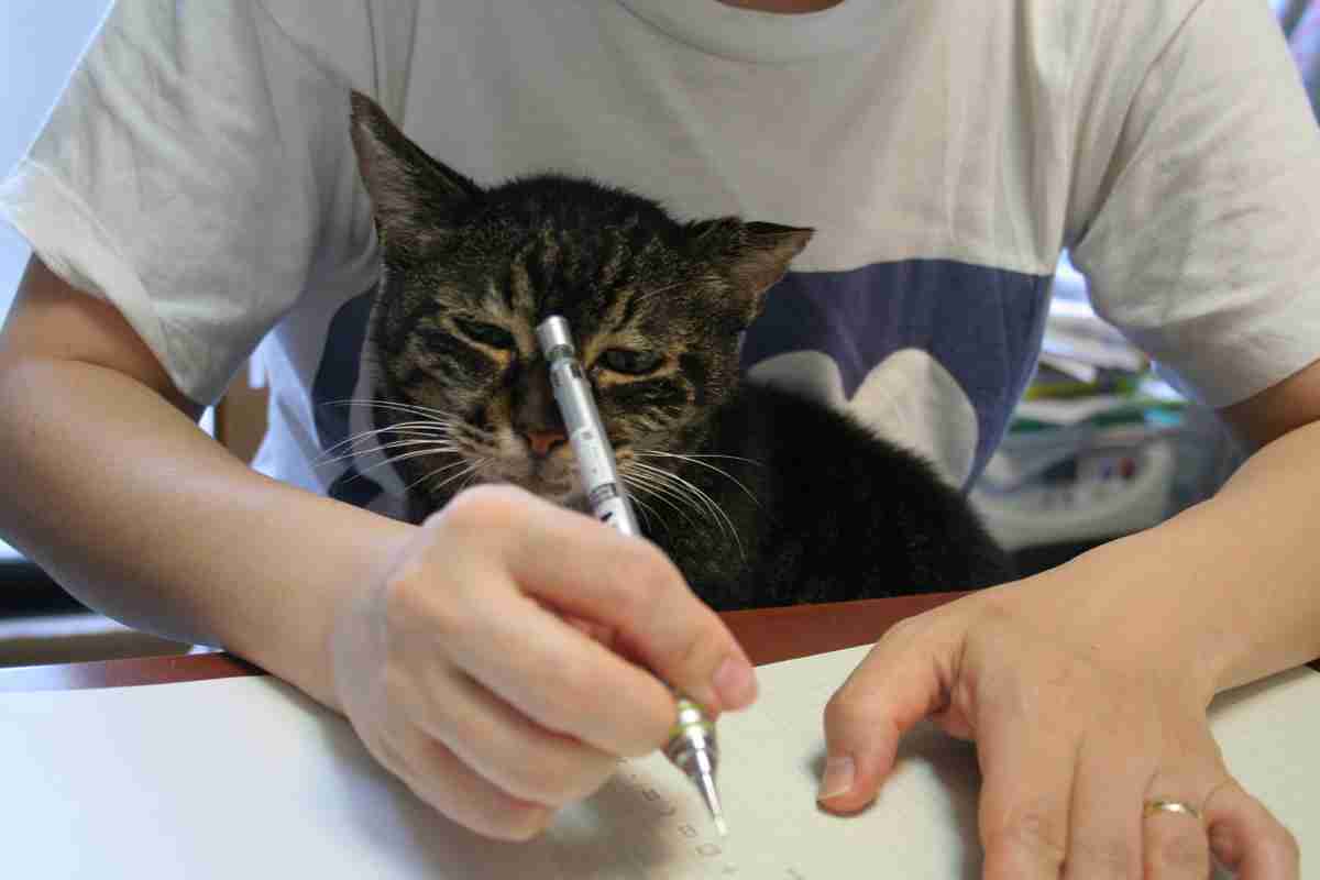 なぜそこに！？と思う猫画像