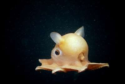 【閲覧注意】エイリアンのような深海魚ばかりツイートする、地獄の漁師が現る!