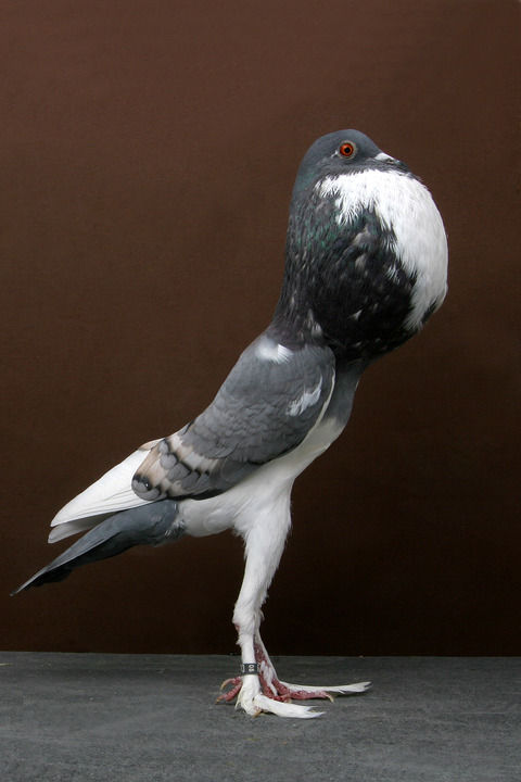 鳥カフェ、オープン！