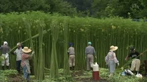 安倍昭恵首相夫人「神事などの文化途絶える」と大麻解禁支持