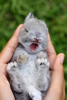 保存したら負け！きゃわい〜動物の画像！
