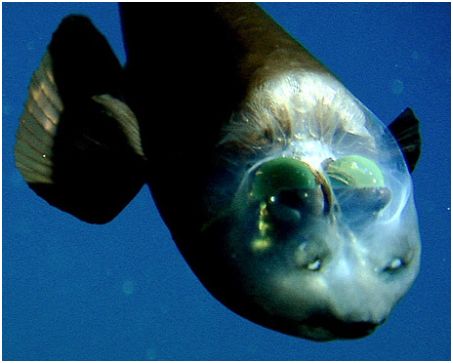 【閲覧注意】エイリアンのような深海魚ばかりツイートする、地獄の漁師が現る!