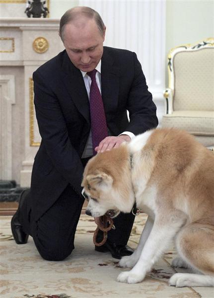 プーチン露大統領に贈った秋田犬「ゆめ」生きていた！日本メディアのインタビューに登場