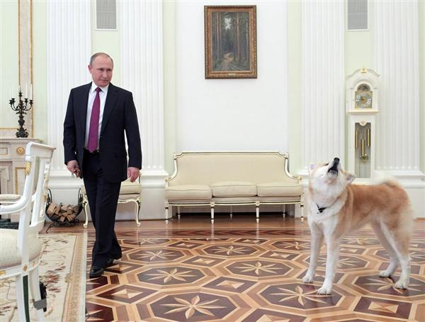 プーチン露大統領に贈った秋田犬「ゆめ」生きていた！日本メディアのインタビューに登場