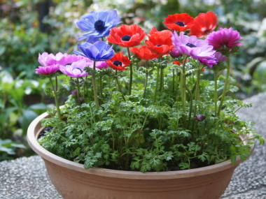 冬に楽しめる鉢植えのお花