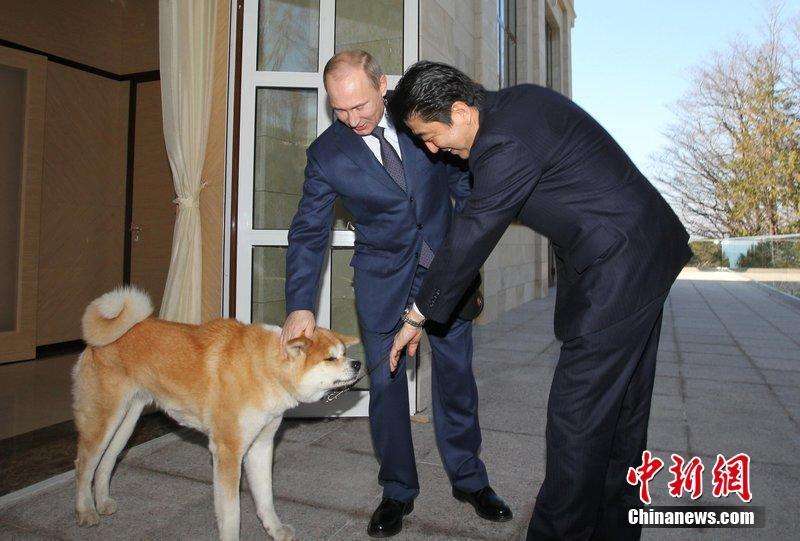 プーチン大統領への秋田犬贈呈見送り　ロシア側から断りの連絡