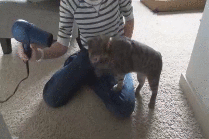 加湿器が気になって仕方ない猫が可愛すぎる