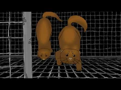 (2008) Furcoat - YouTube