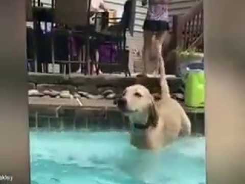 funy dog 2017  Oakley the dog is really bad at getting into swimming pools - YouTube