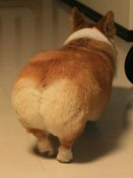 「掃除のときにコーギー犬がいると、なぜ最高なのか?」→「こんなことになるから!」