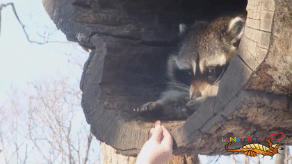 保存したくなる画像