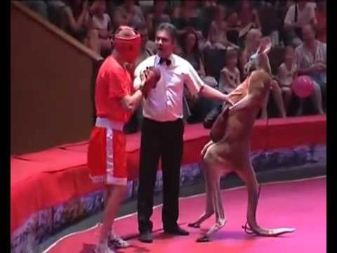 Kangaroo Boxing - YouTube