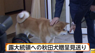 プーチン大統領への秋田犬贈呈見送り　ロシア側から断りの連絡