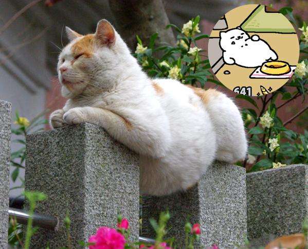 なぜそこに！？と思う猫画像