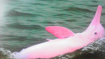 珍獣が集まるトピ