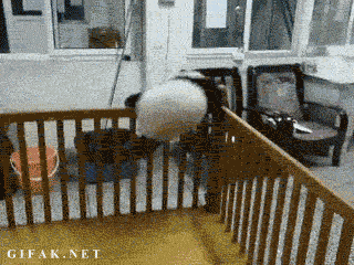 パンダの画像を貼るトピ