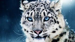 珍獣が集まるトピ