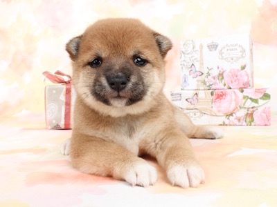 そっくりさんでGLAYを完成させよう!