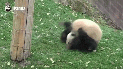 パンダの画像を貼るトピ