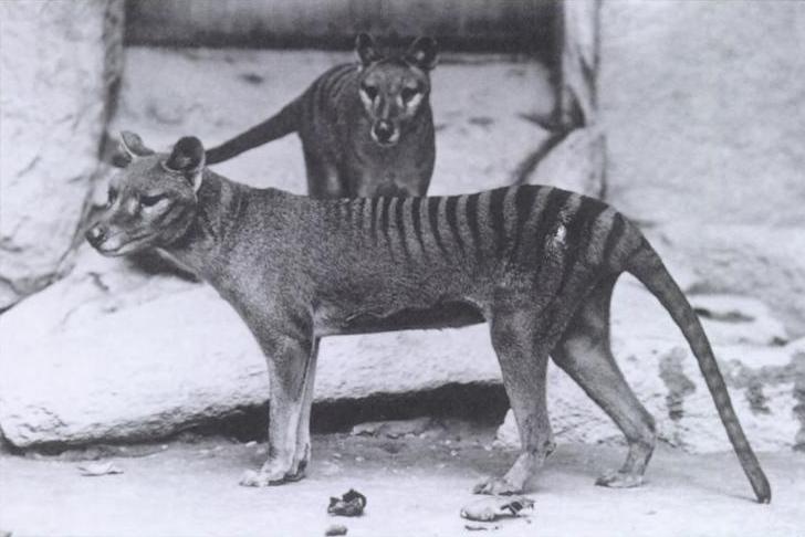 珍獣が集まるトピ