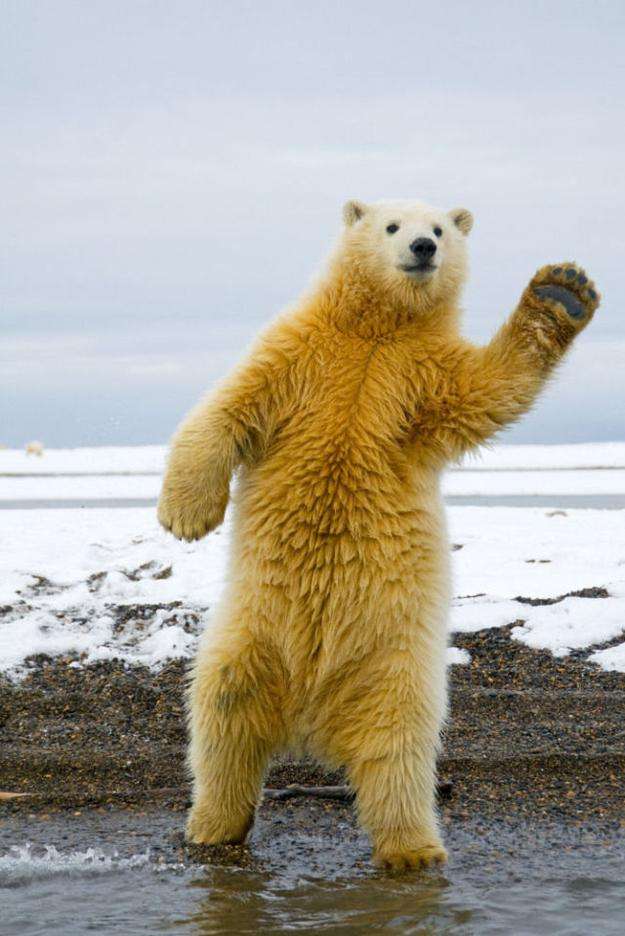 動物の画像にセリフを付けるトピ