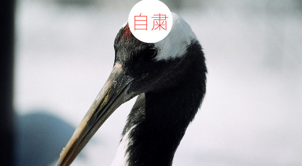 【絶対にググるな】タンチョウ鶴の「頭」の画像破壊力がハンパないと話題に 