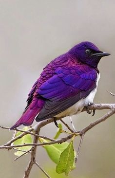 紫色の画像で穏やかになるトピ