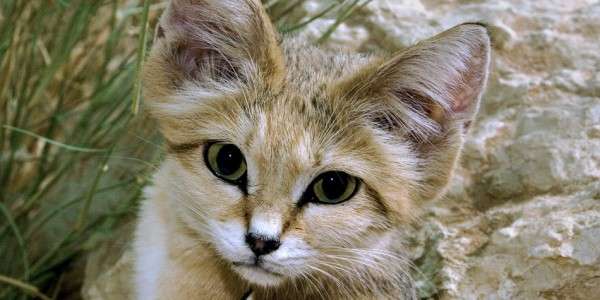 珍獣が集まるトピ