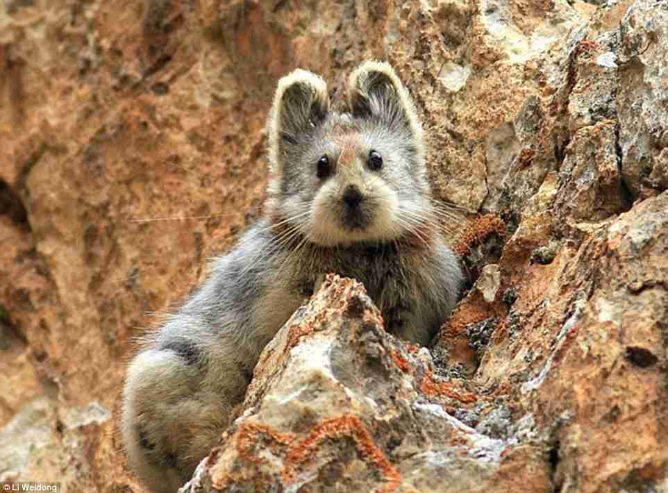 珍獣が集まるトピ