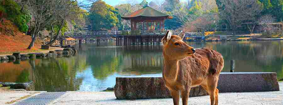 「奈良の良さ、もっと届け！」小学生がパズルや広告作成に挑戦、自ら取材や売り込みに