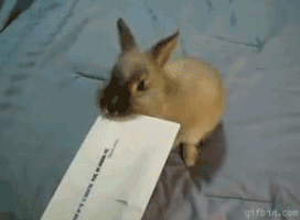 保存したら負け！きゃわい〜動物の画像！