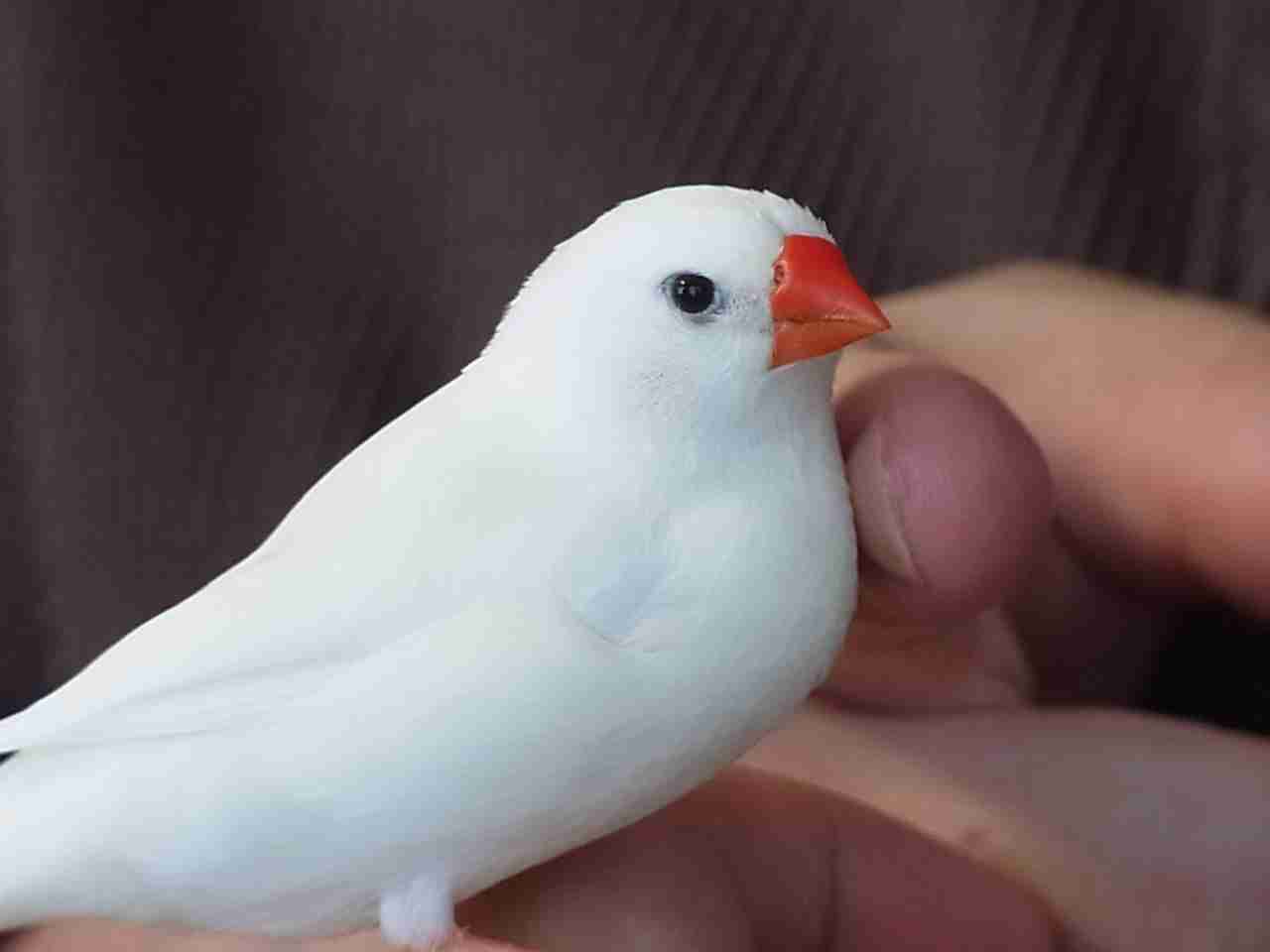 鳥カフェ、オープン！