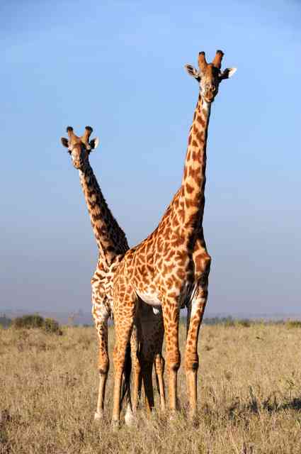 キリン「消える恐れ」　30年で4割減、絶滅危惧種に 