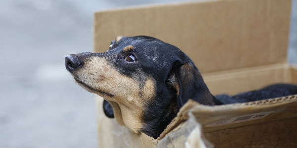 バカンスにペットは邪魔！夏休み前に毎年8万匹が捨てられる国はどこ？