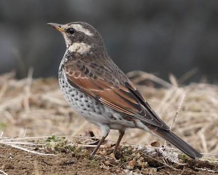 鳥が好きな方、集合ー！