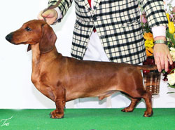 『画像』ミックス犬が見たい
