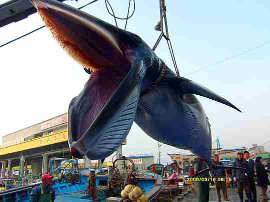 【レコード大賞】桜井誠氏の「韓国人は韓国で頑張って下さい」ツイートに韓流ファンが激怒