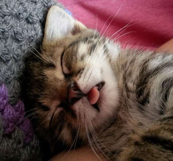 舌を出してる愛くるしい動物の画像ください