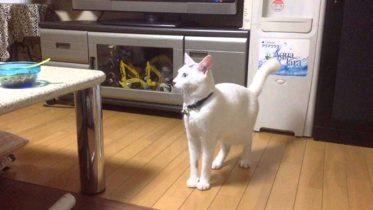 人が入っているような猫 - YouTube