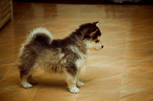『画像』ミックス犬が見たい