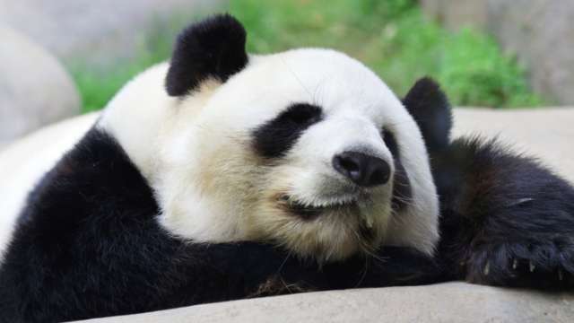 パンダの画像を貼るトピ