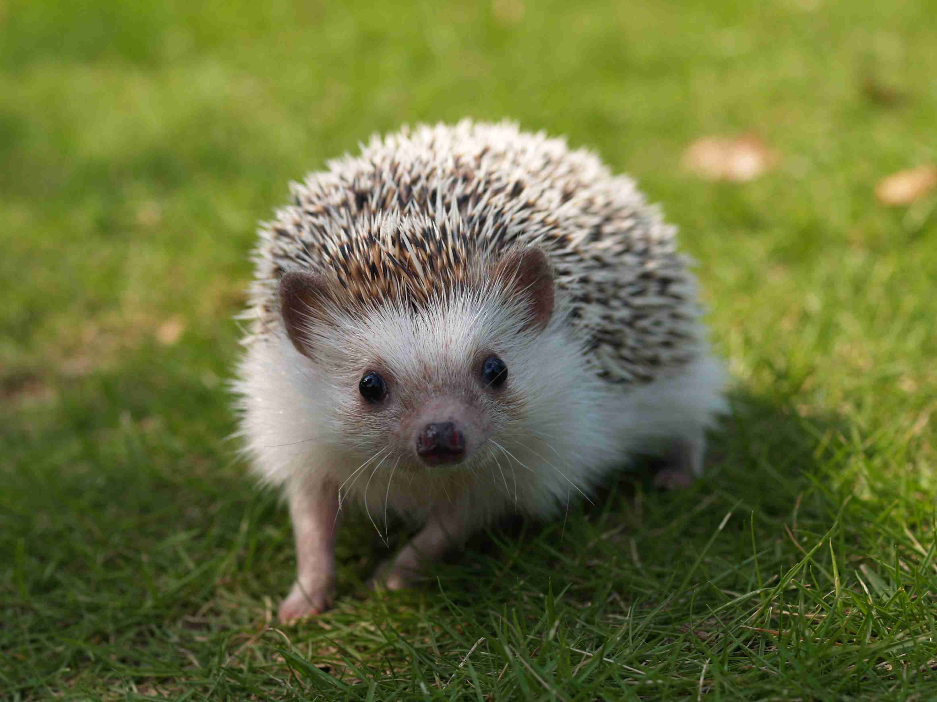 動物園で好きな動物は