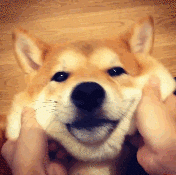 保存したら負け！きゃわい〜動物の画像！