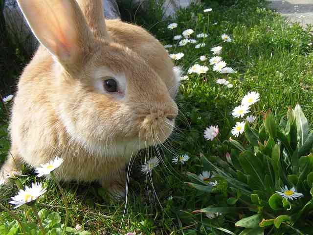 うさぎが飼いたい