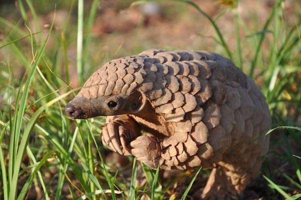 珍獣が集まるトピ