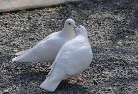 鳥カフェ、オープン！