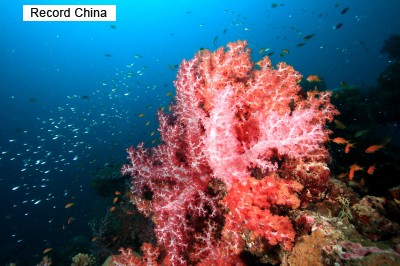 タイ国立公園のサンゴ礁にハングルの落書き 韓国人観光客の犯行か - ライブドアニュース